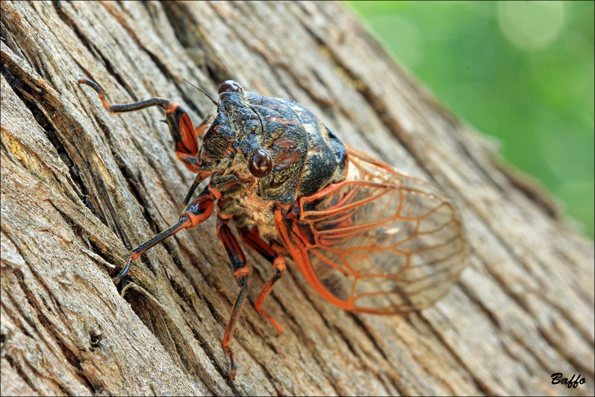 Tibicina haematodes dalla Croazia